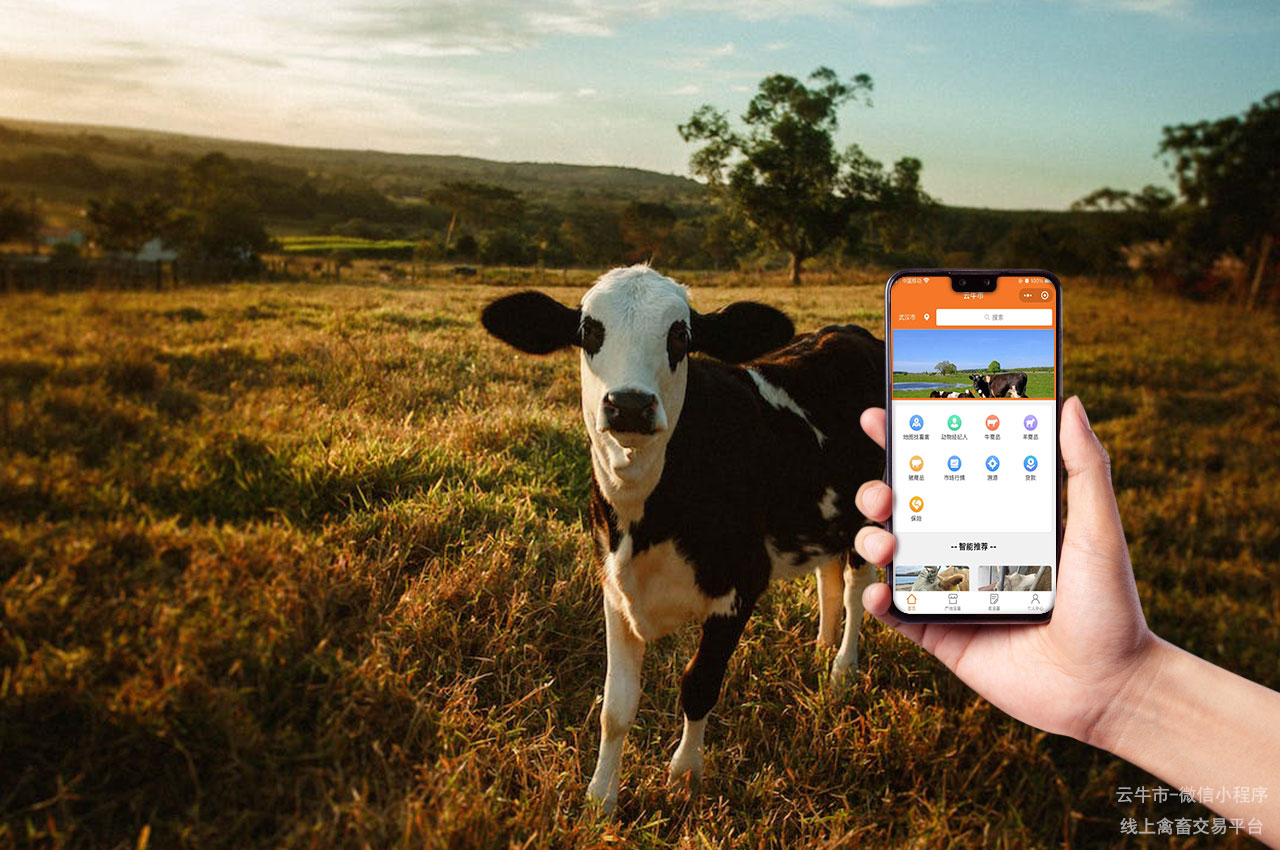 活牛交易，上海新手选牛必备，这些技巧不容错过