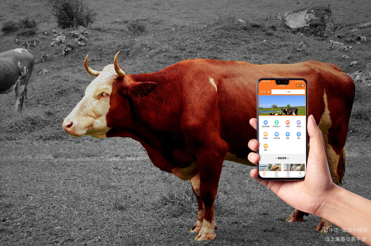 数字化畜禽交易平台：网上云牛市为您服务