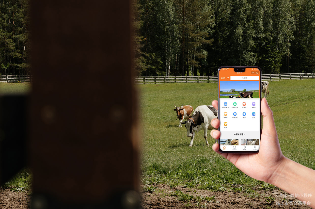 活牛交易，浙江农场主必看：交易平台提供方便快捷的牛买卖服务