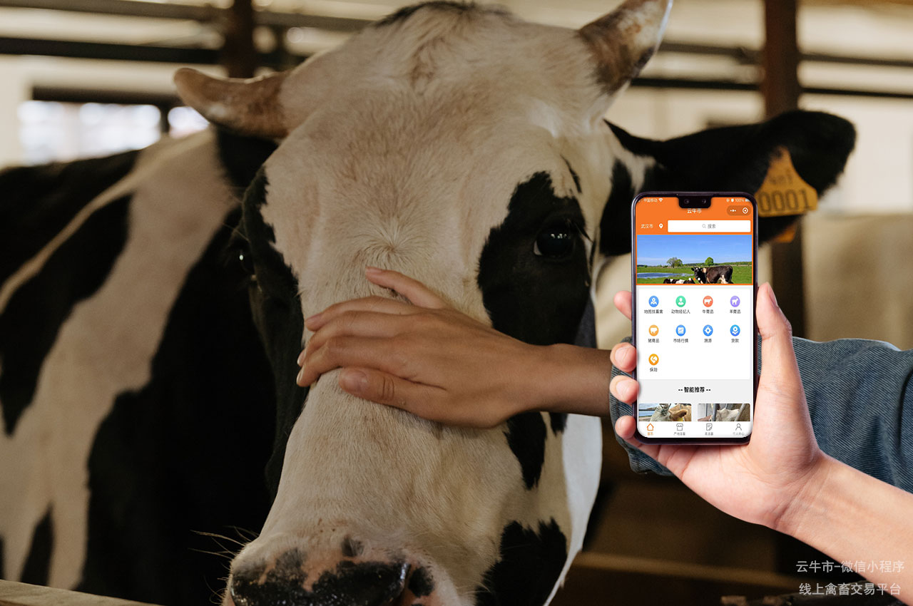 牲畜买卖，内蒙古活牛交易市场：买卖牛的最佳选择