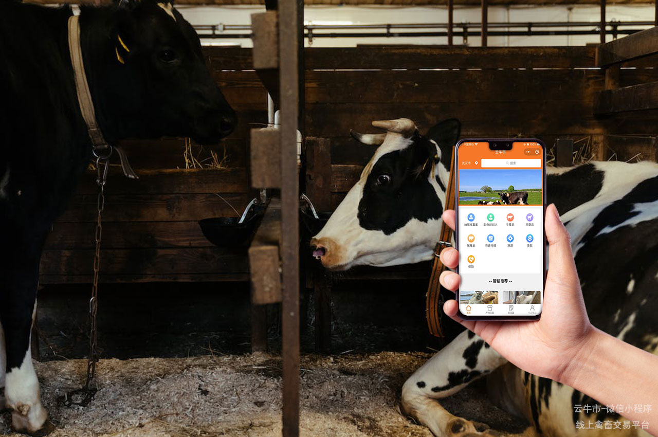 数字化畜禽交易平台的差异化竞争优势与市场定位