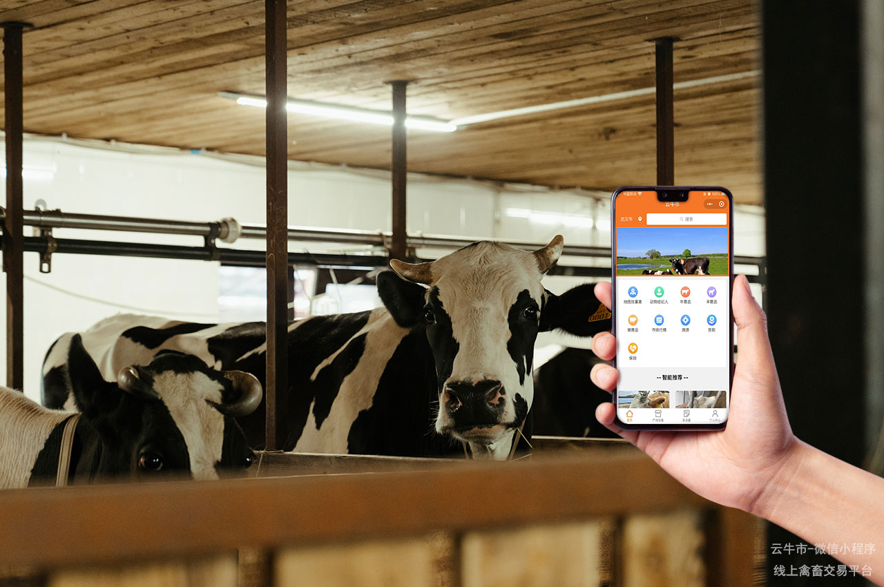 网上活牛交易平台：实现牛只买卖的无缝连接