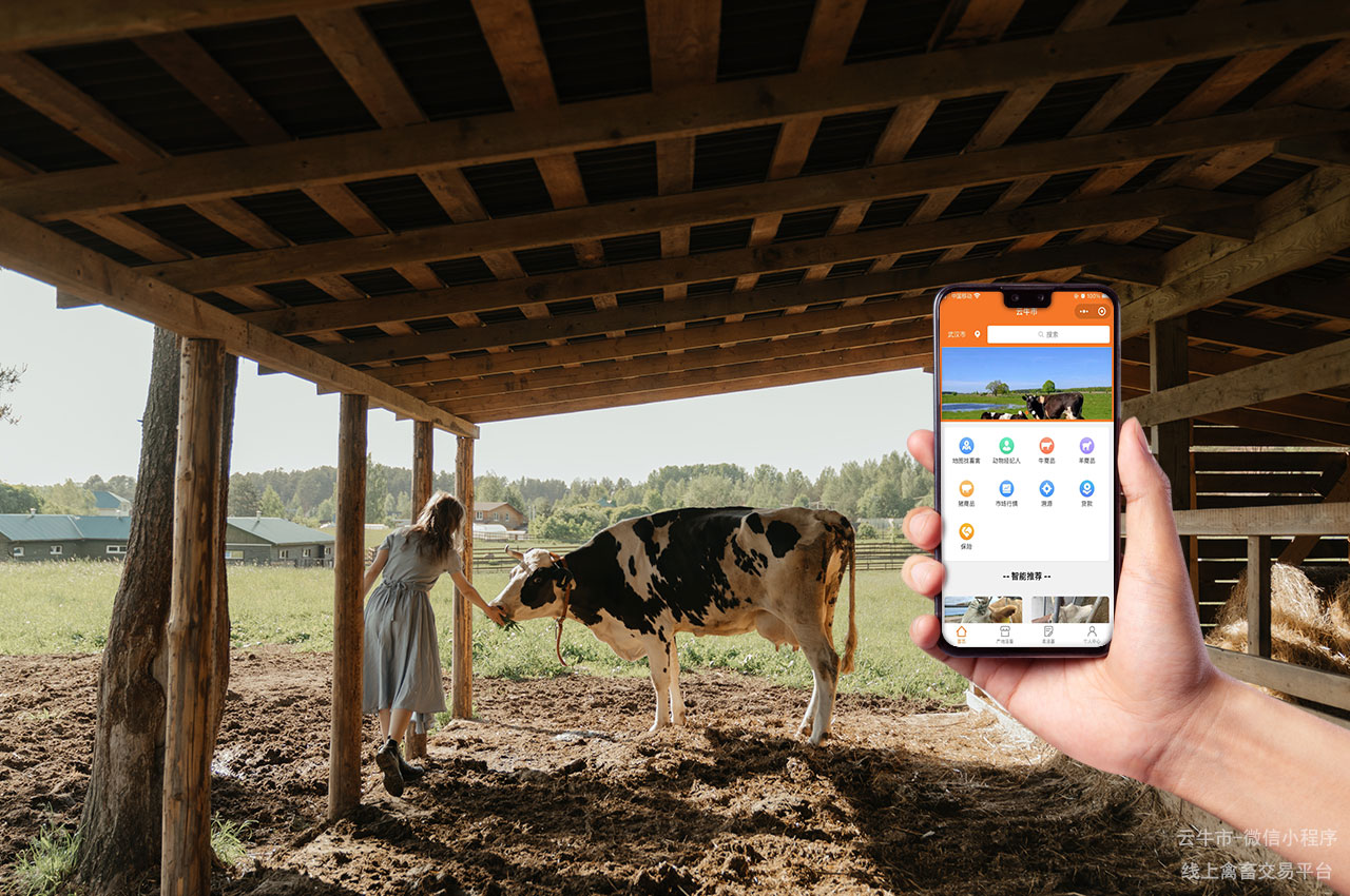 牲畜交易，安徽新手选牛攻略：如何挑选优质且性价比高的牛