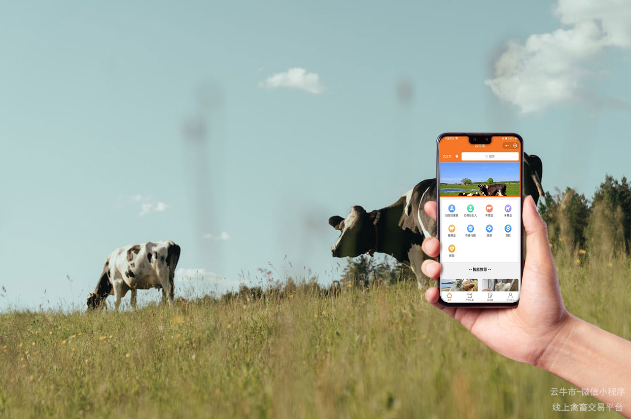 网上牛市，内蒙古卖牛的交易平台：如何快速实现交易