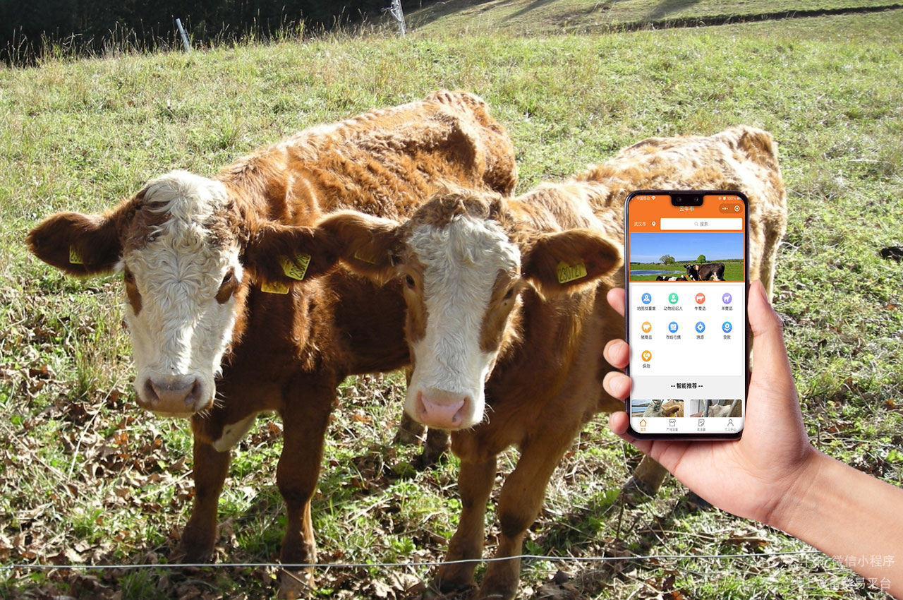 活牛买卖，深圳买牛交易平台：如何挑选优质的活牛交易市场