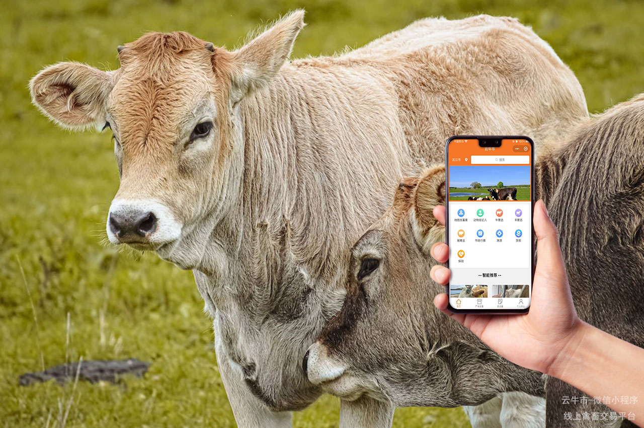 禽畜买卖，吉林买牛卖牛交易平台：提升用户体验的技巧