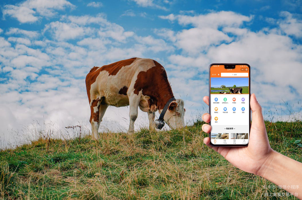 网上牛市，四川省牲畜市场智能化转型：自动化技术的突破