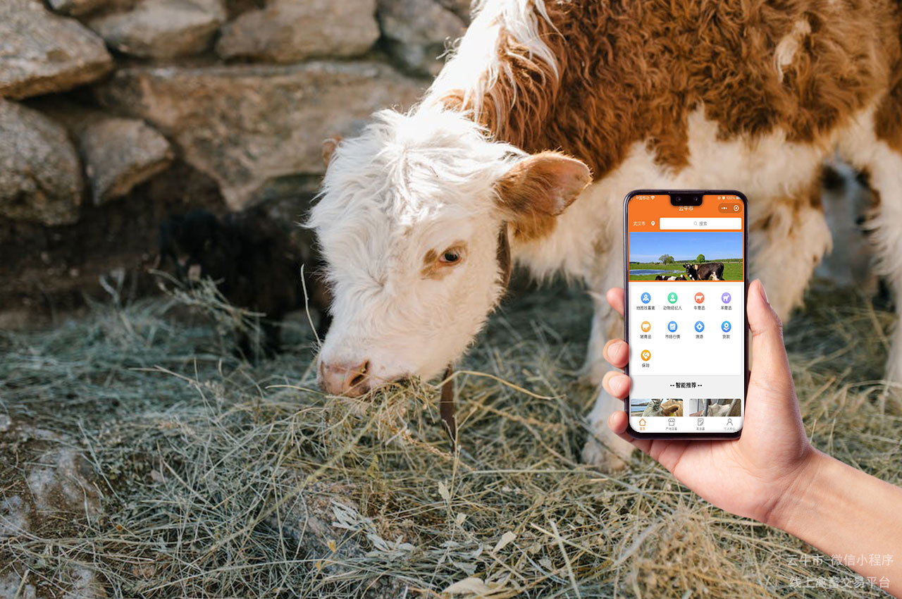 牲畜交易，新手牧场主必看：在江苏如何选购养殖牛