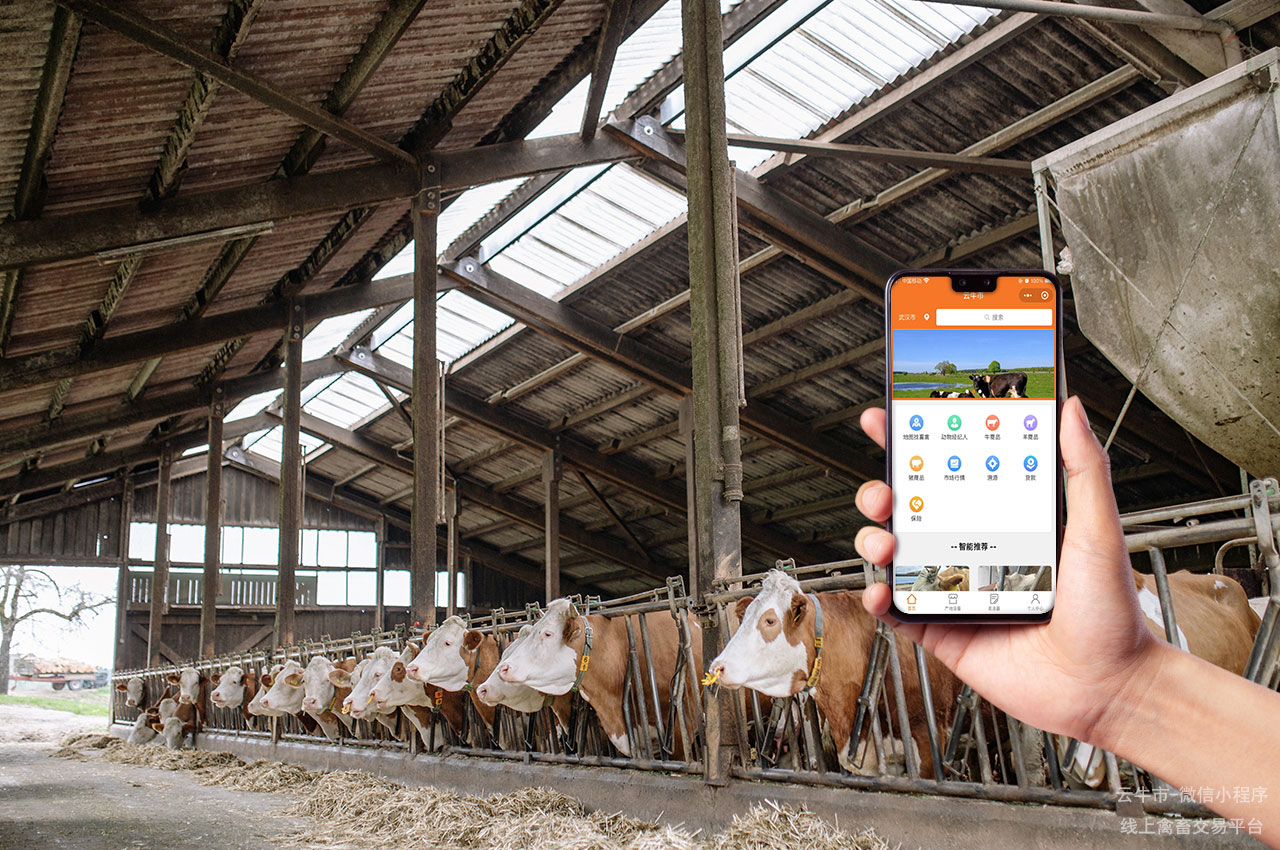 区块链溯源，保障畜禽交易的可信度：云牛市的技术优势