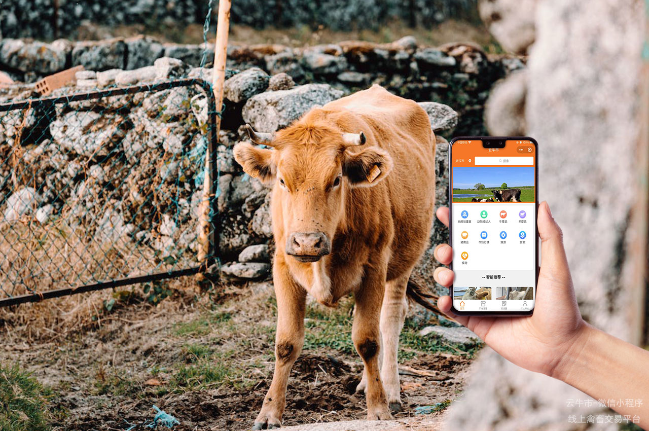 肉牛买卖，智慧化活畜市场：自动化技术行业应用