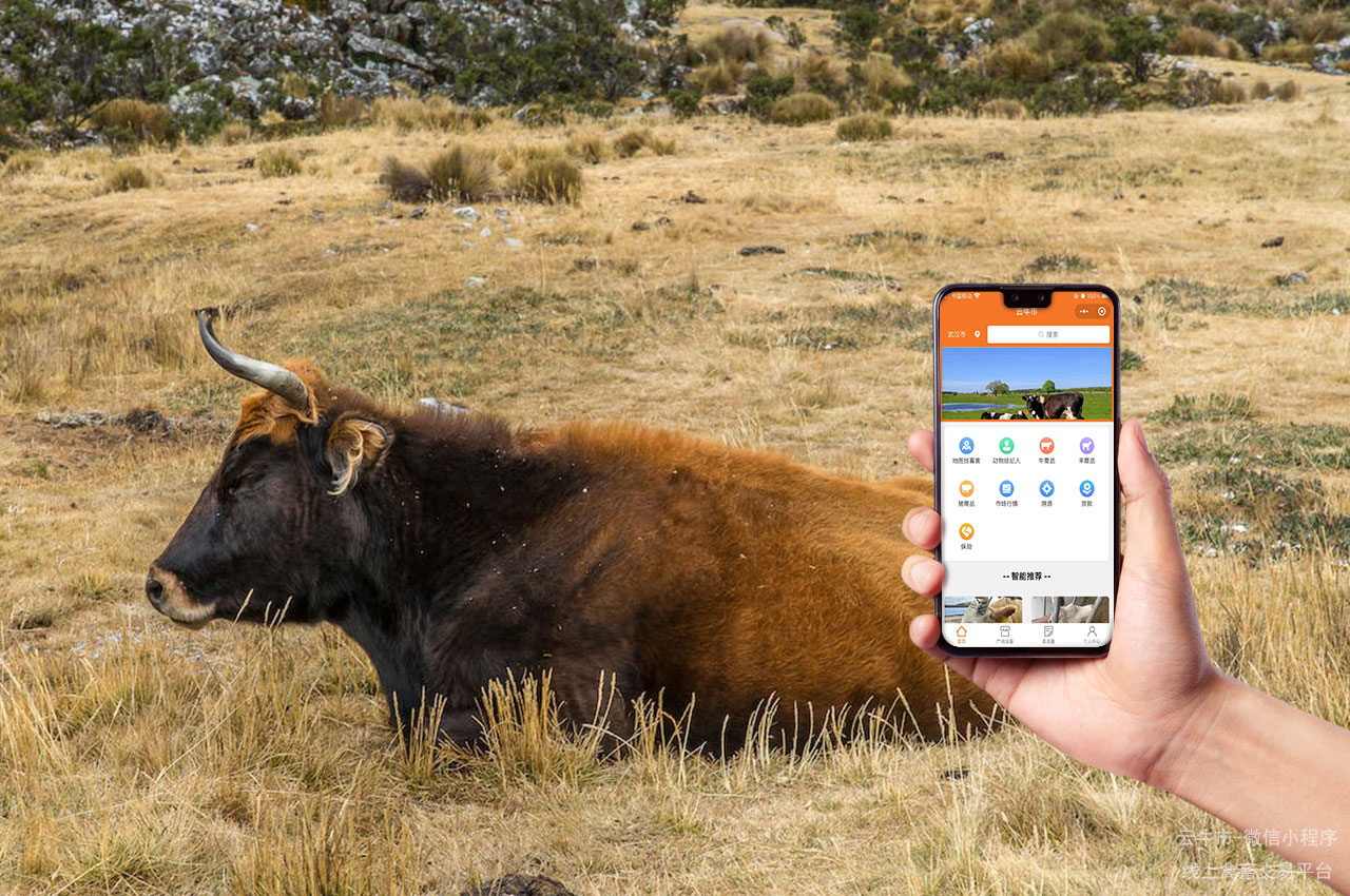 网上肉牛交易，海南省哪里可以找到放心的牛？怎么找牧场