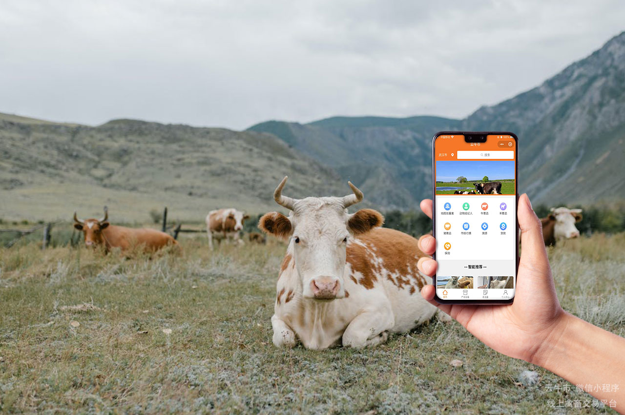 牲畜买卖，乌鲁木齐网上买牛平台：肉牛品种与交易的最新动向