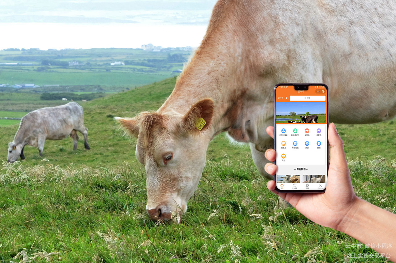 网上牛市，数字化牲畜交易：智慧化畜牧升级的市场新方向