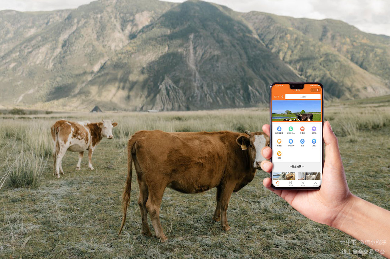 网上牛市，运营农场选择适合自己的牛种是非常关键的