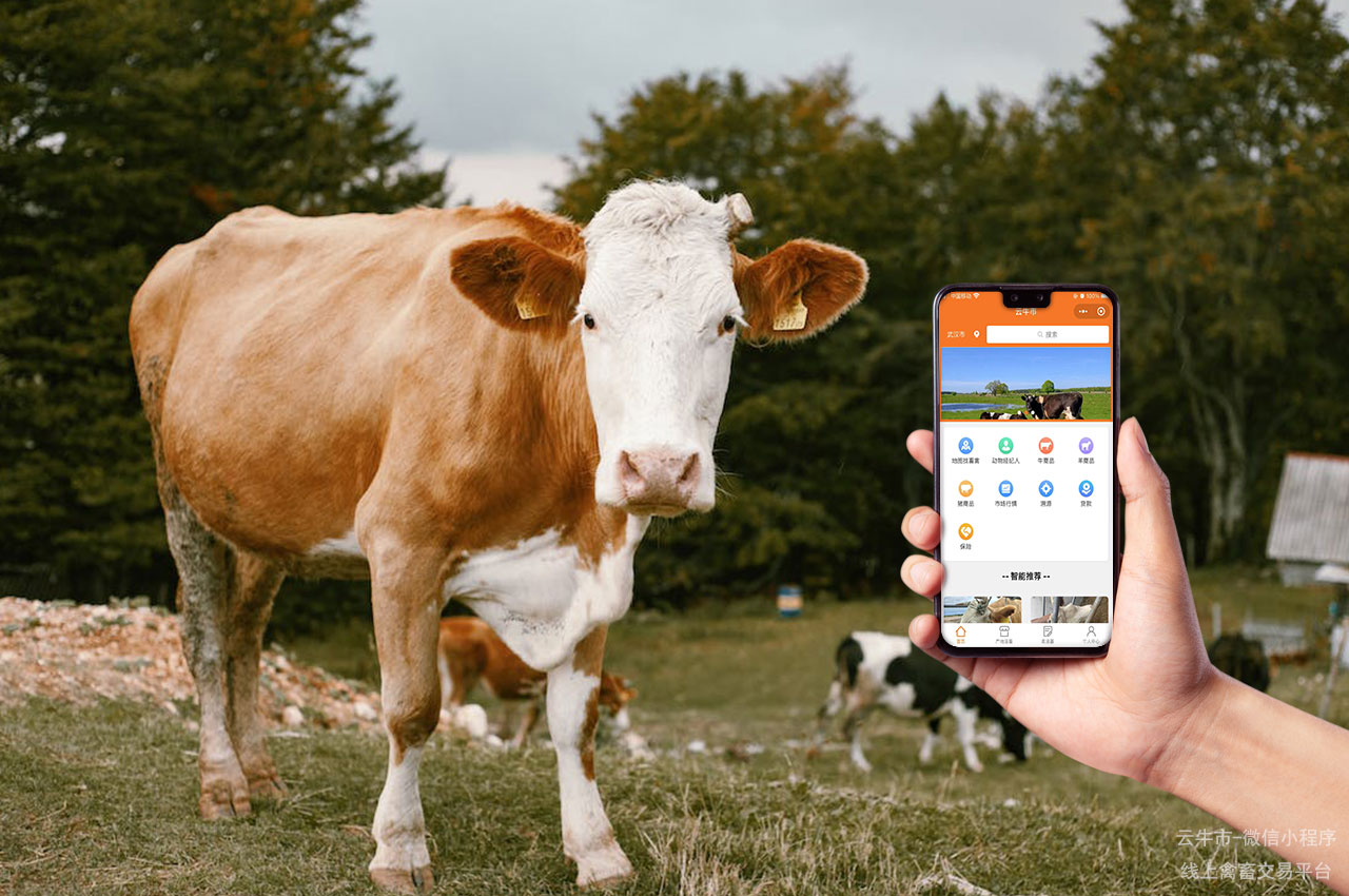 数字化网上畜禽交易的市场定位与竞争战略