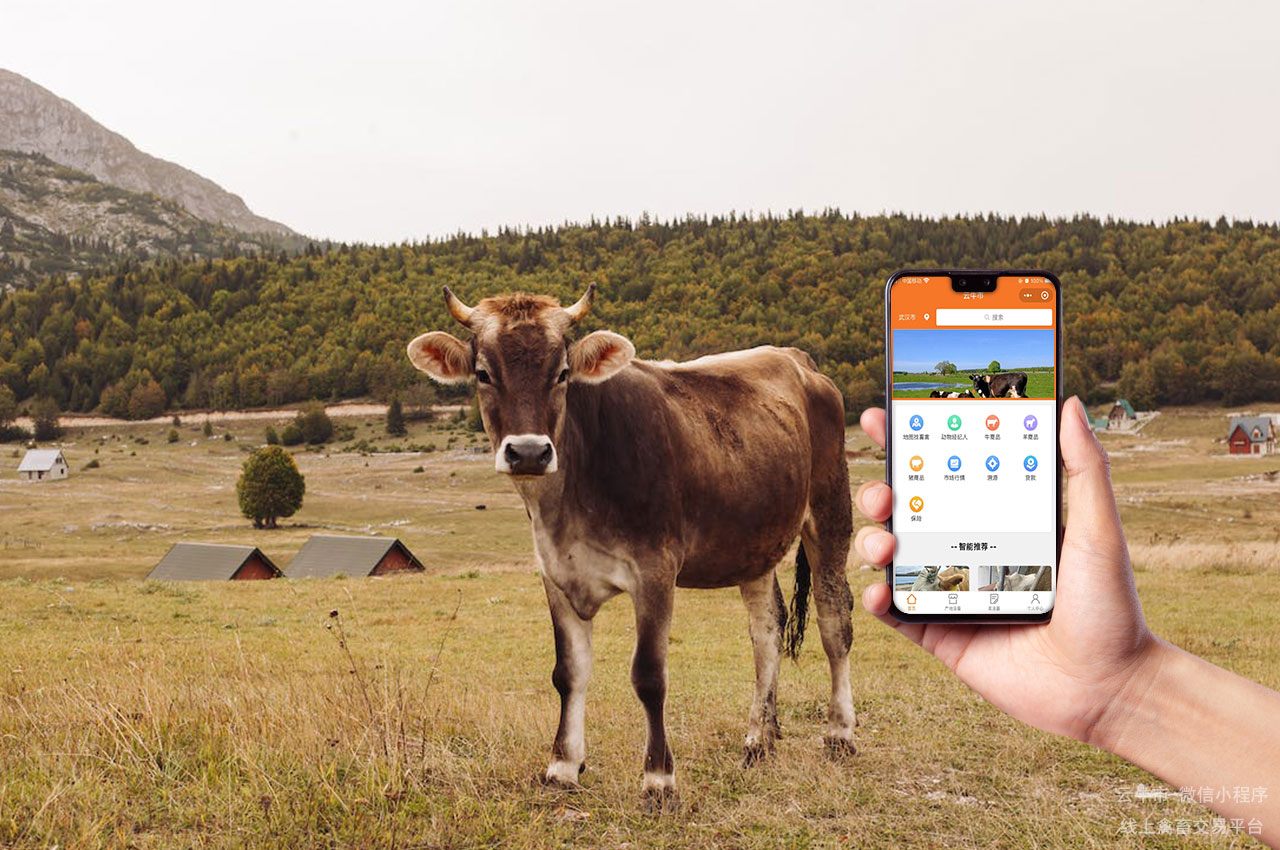 网上牛市，广西省怎么在网上买到质量可靠的牛？这些经验值得关注！