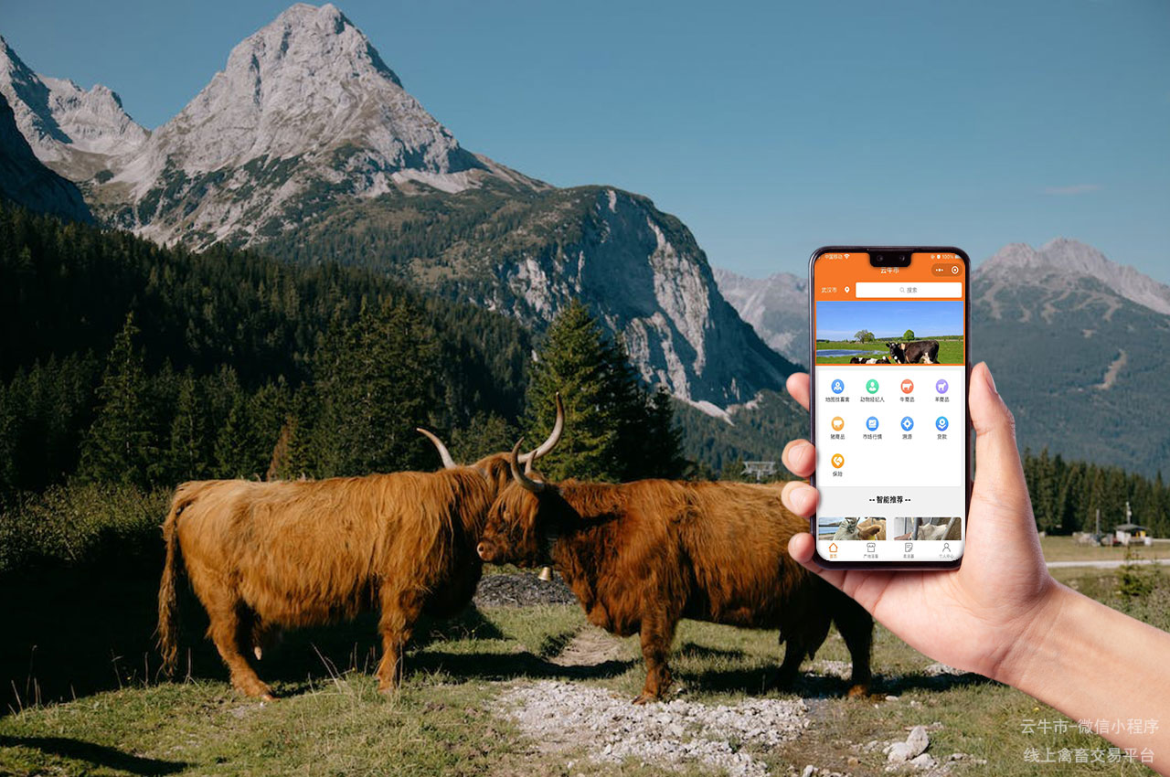 数字化网上畜禽交易的技术创新与研发实践