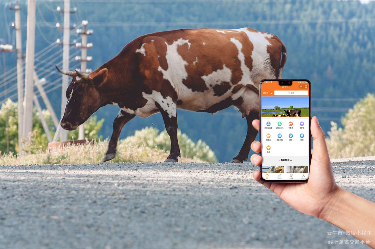 活牛交易，郑州活牛交易平台：肉牛产业中的买牛卖牛攻略