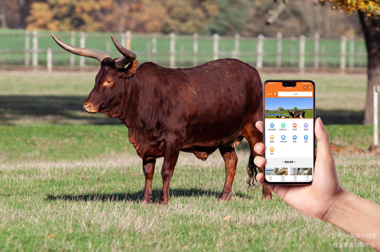 肉牛买卖，广东新手养殖牛犊，这些技巧一定要知道！