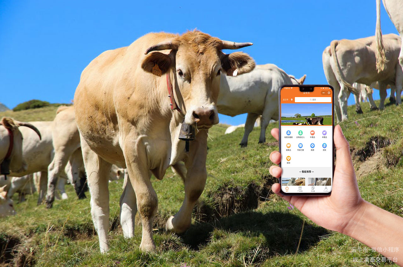 禽畜买卖，山东活牛交易市场：价格走势与交易方式分析