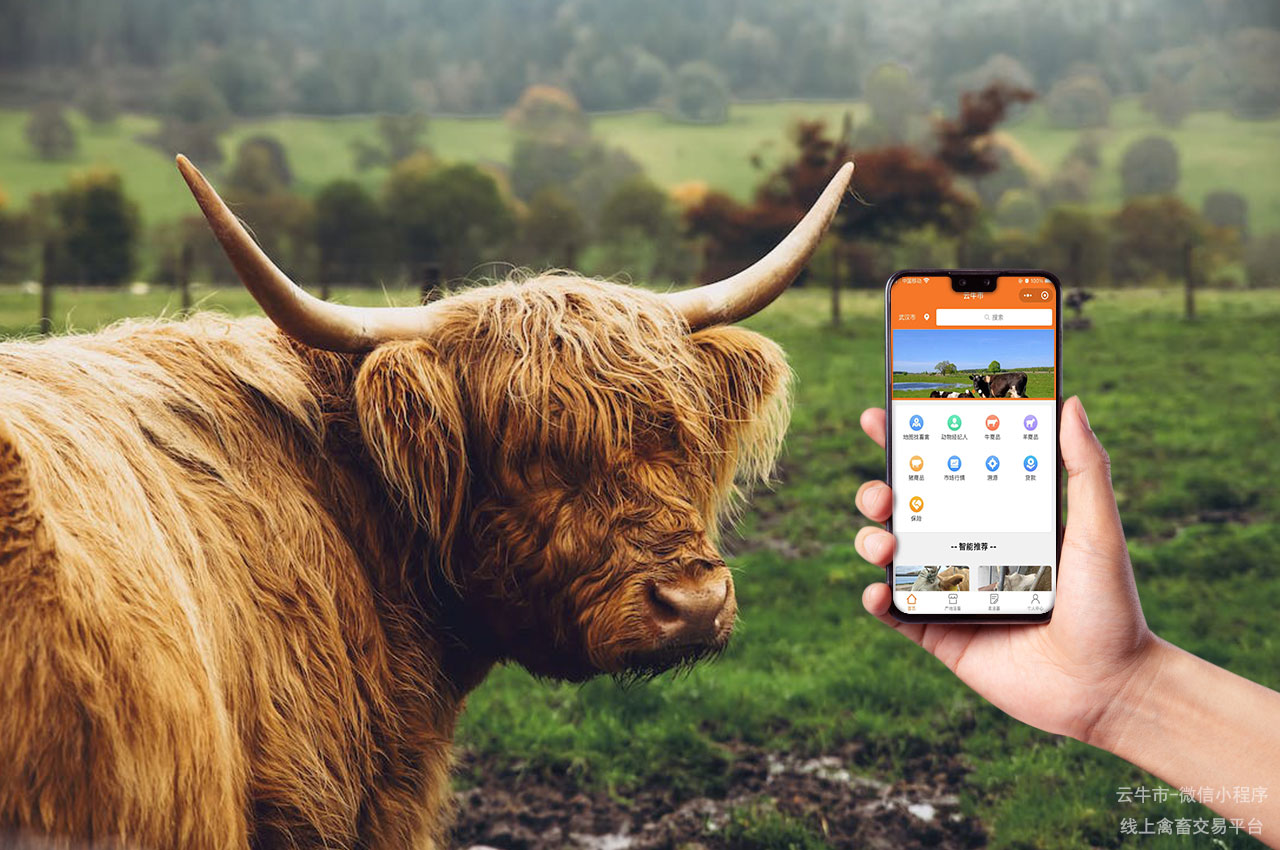 活牛交易网站：专注网上畜禽交易的专业平台