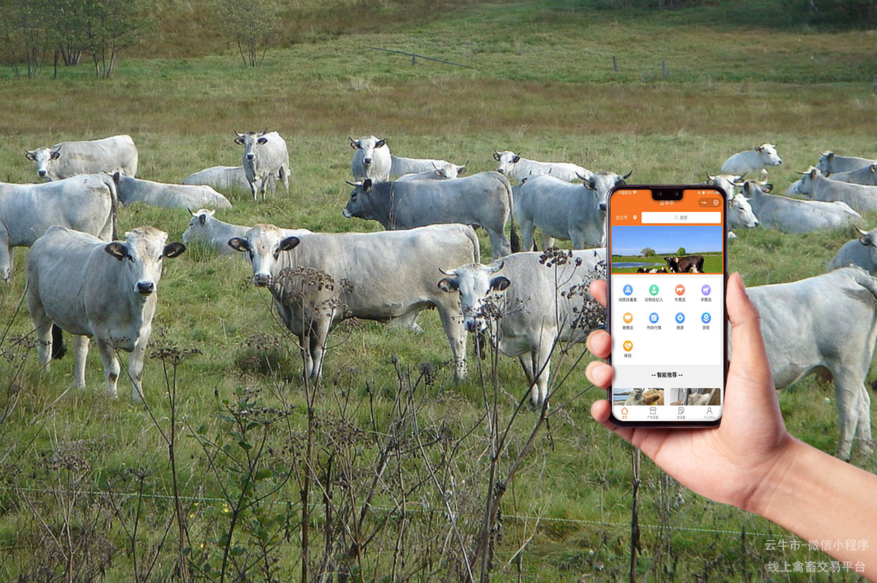 网上禽畜交易，安徽牛交易市场：如何辨别健康的西门塔尔牛