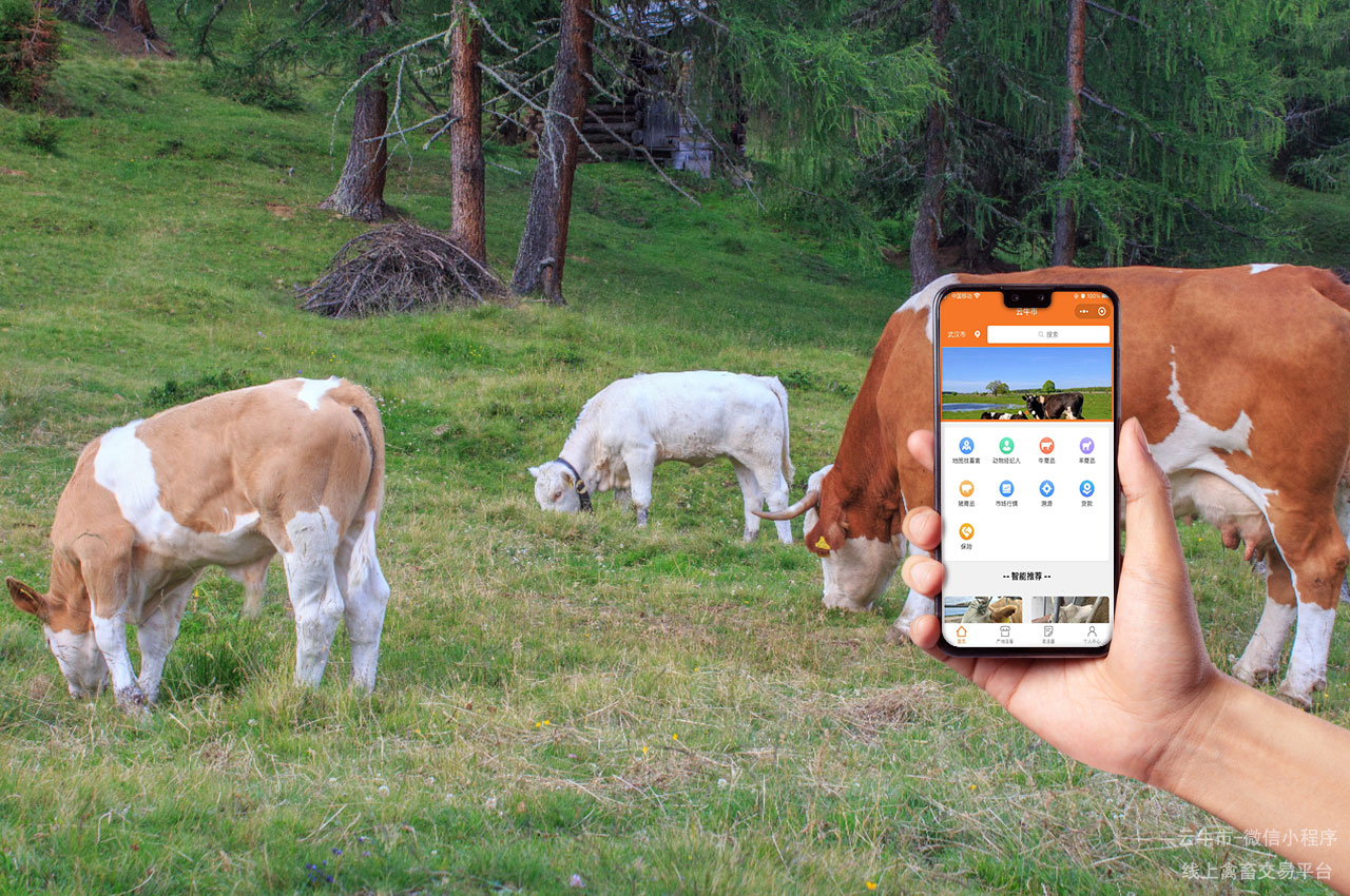 牲畜交易，河南肉牛交易市场大比拼：云牛市快速买卖牛更方便