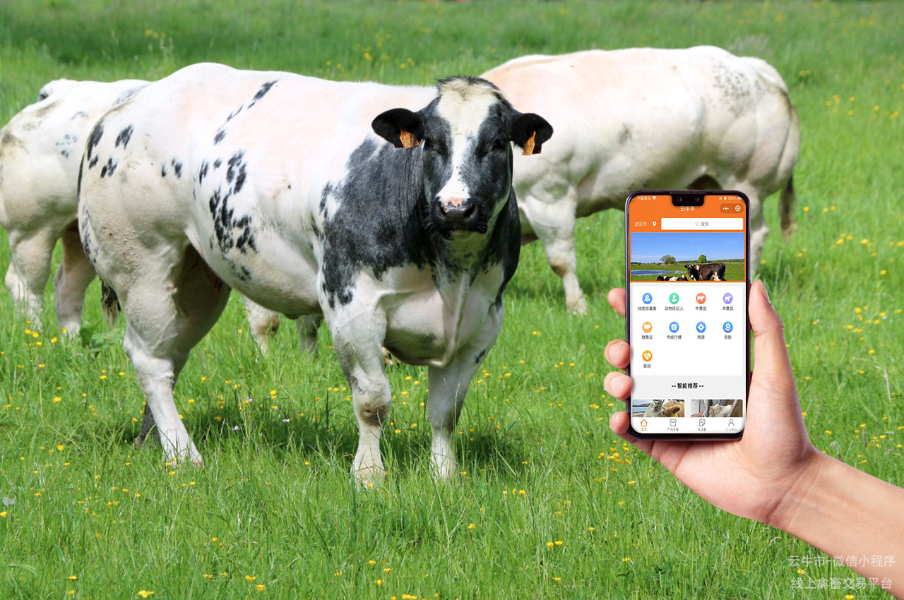 网上禽畜交易，河南哪里有便宜的黄牛卖？看这里