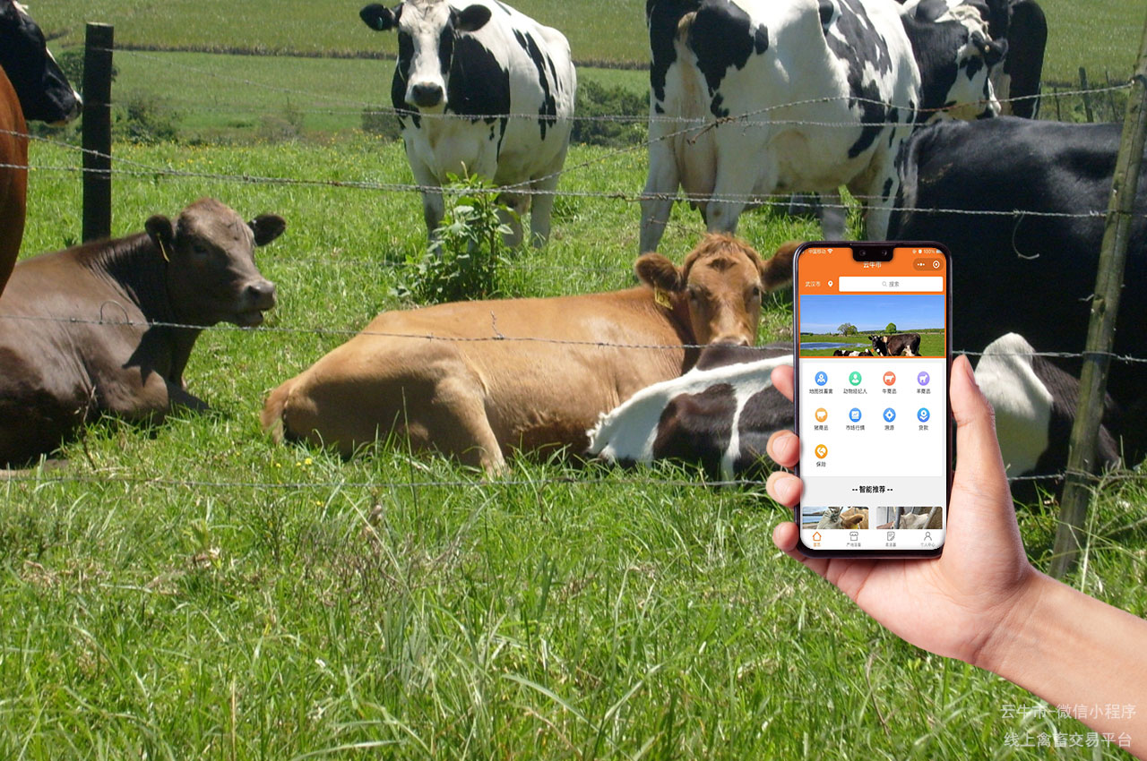 选择云牛市,网上跨区域畜禽交易轻松无忧 选择云牛市,网上跨区域畜禽交易轻松无忧