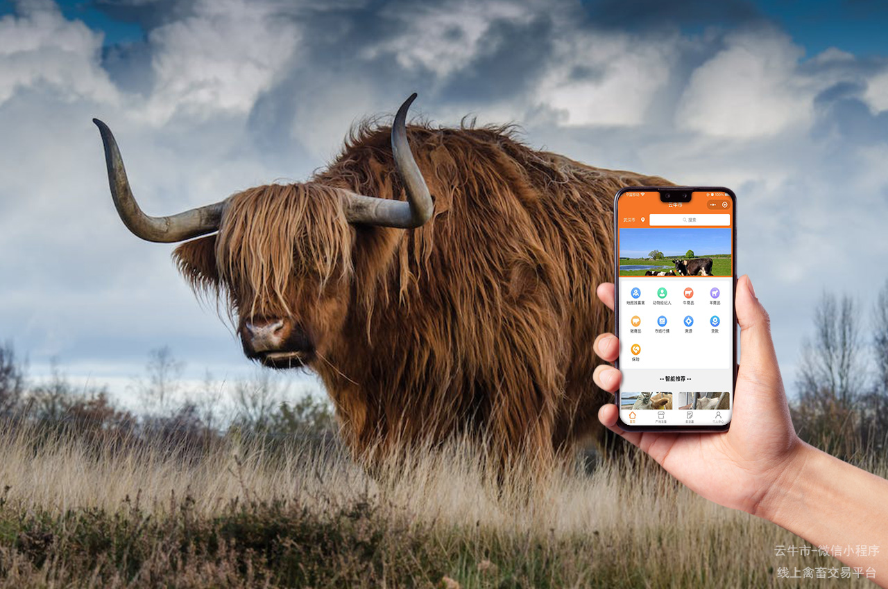 禽畜交易，安徽省哪里买到高性价比的小牛？这些农场不容错过！