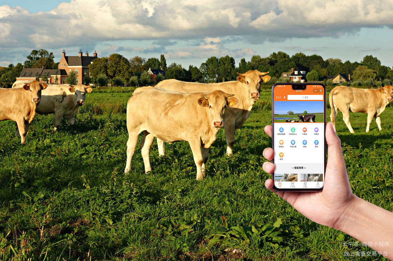 肉牛交易，安徽卖牛的交易平台：如何拓展销售渠道