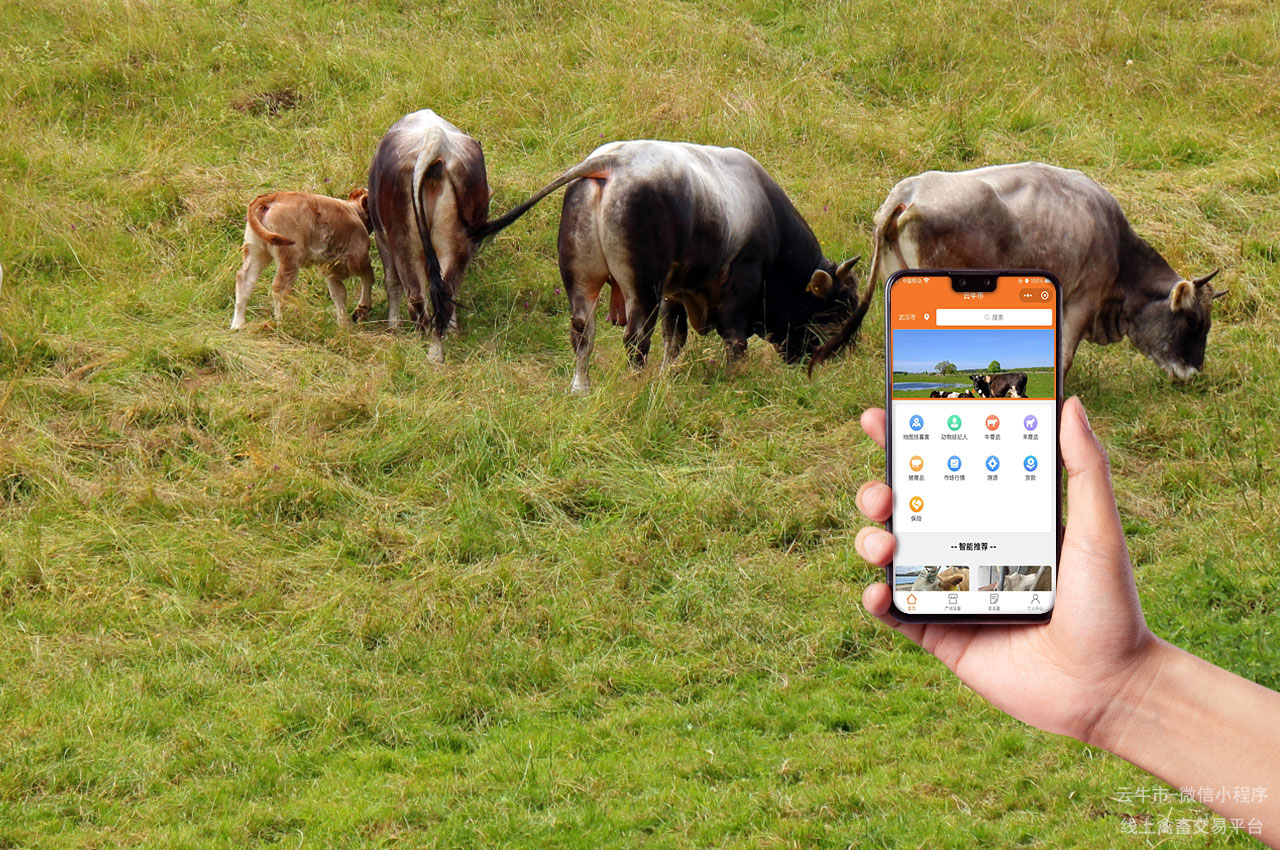 网上畜禽交易数字化平台的区域特色与定制化服务