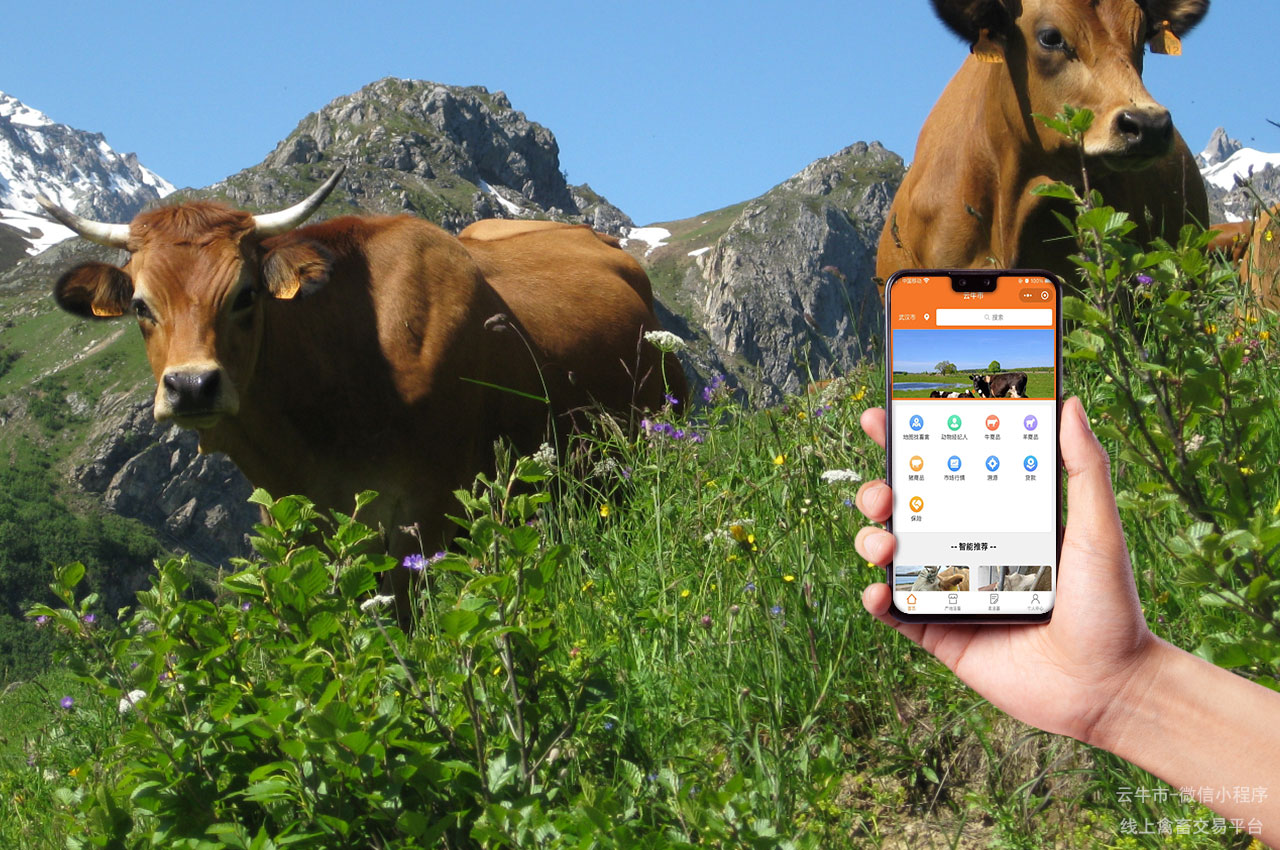 禽畜买卖，牛只销售平台可靠又安全，让您卖出更高价的牛