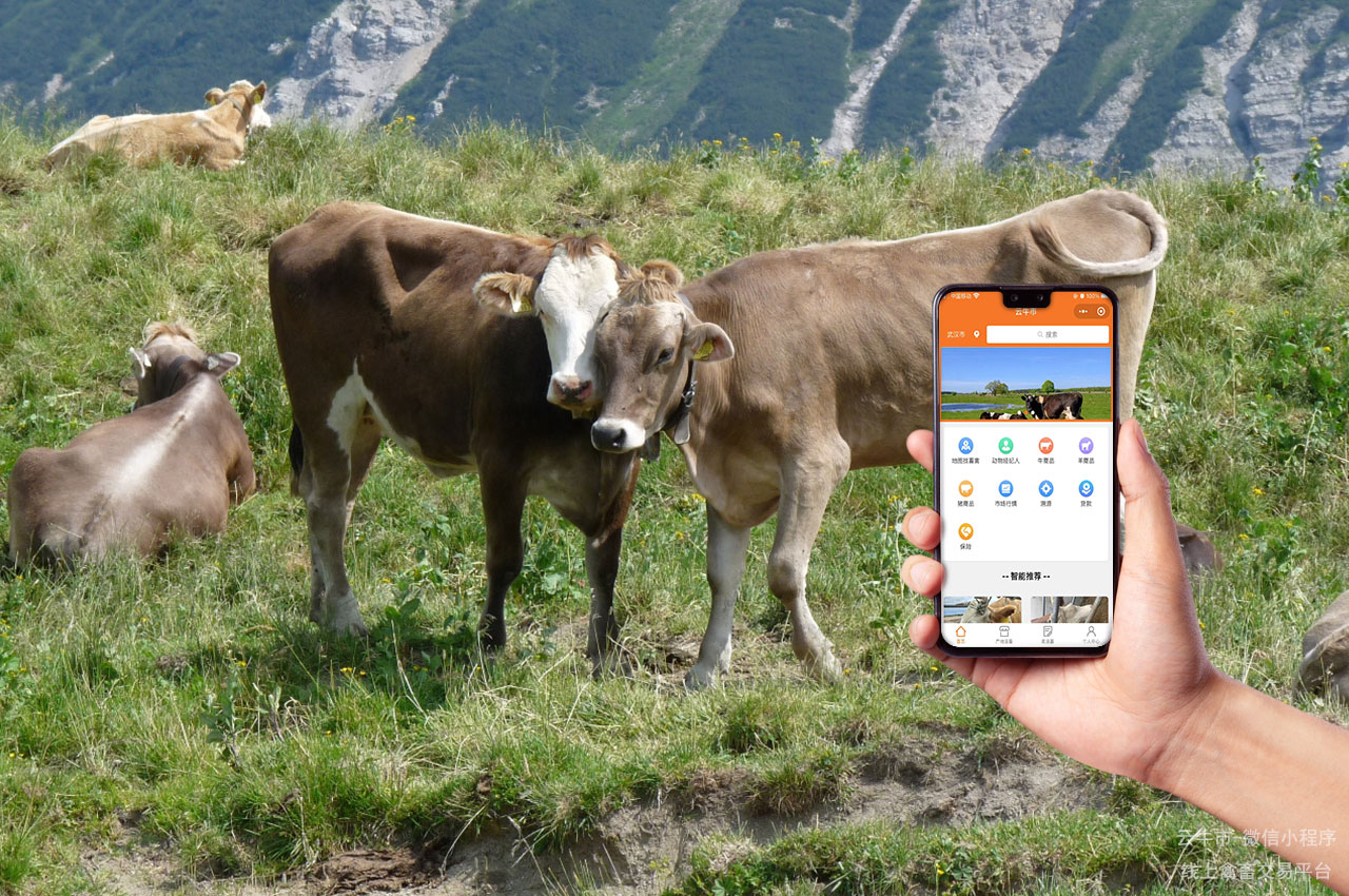 活牛交易，广东牧场主如何在网上选购放心的奶牛？这些经验很实用