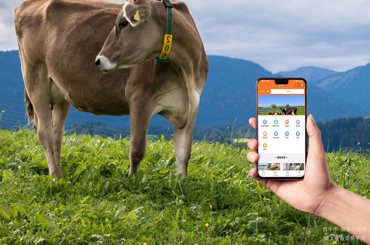 网上活牛交易，青海智慧化牛市：线上牛只交易平台的构建与挑战