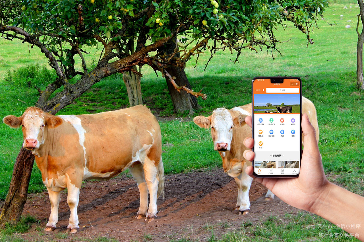 活牛买卖，四川活牛交易市场：价格波动与市场趋势分析