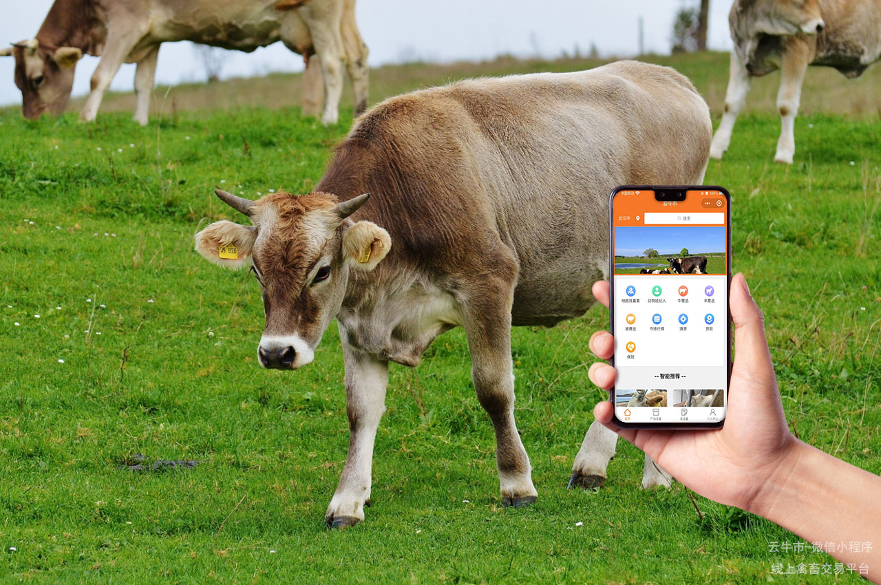 网上肉牛买卖，上海买牛卖牛平台：一站式服务体验
