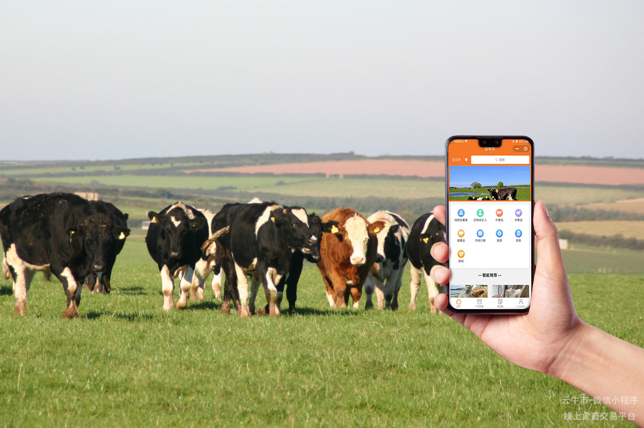 牲畜交易，吉林买牛卖牛交易平台：如何提高交易效率和流动性