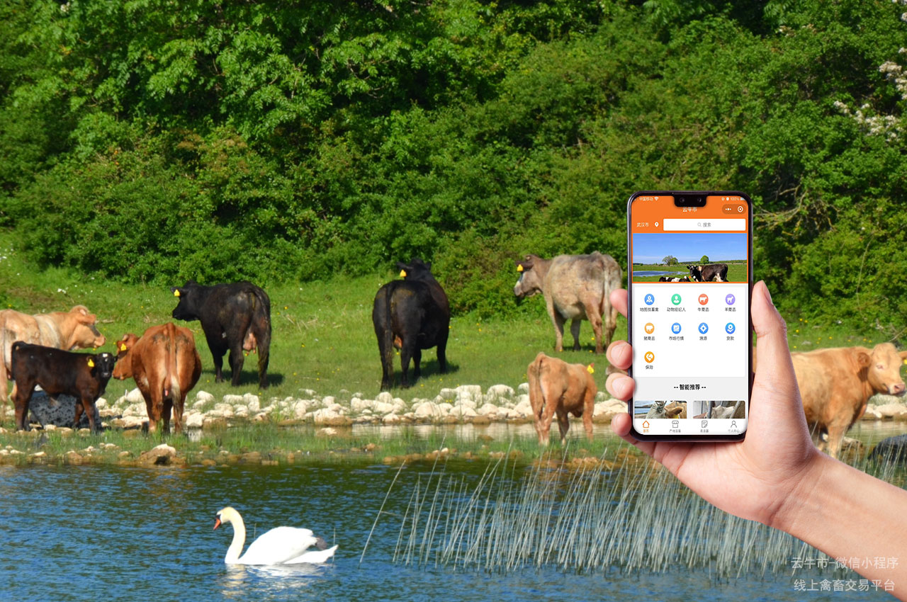 肉牛交易，南通卖牛交易平台分析：活牛交易市场的便捷性