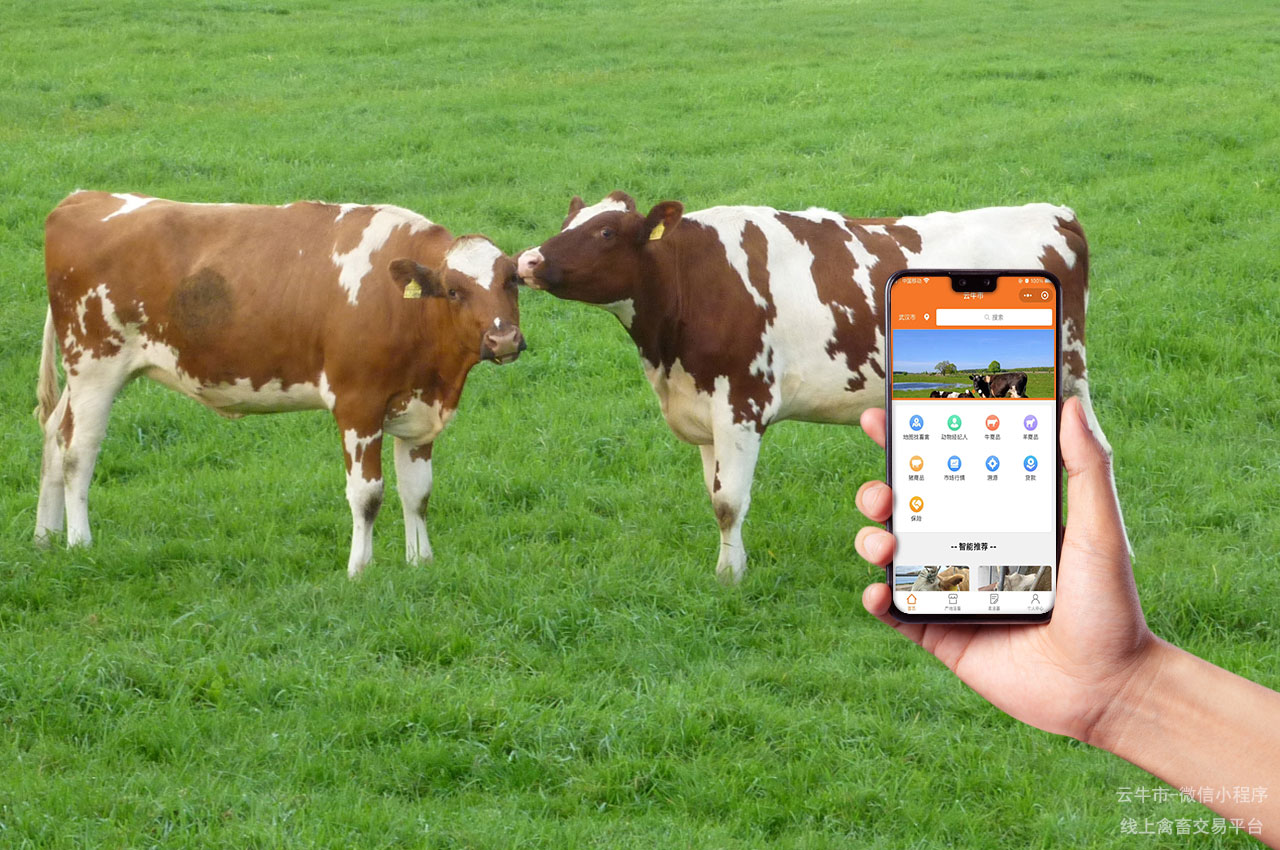 网上禽畜买卖，智慧化浪潮中的活牛市场：数字化转型的先锋