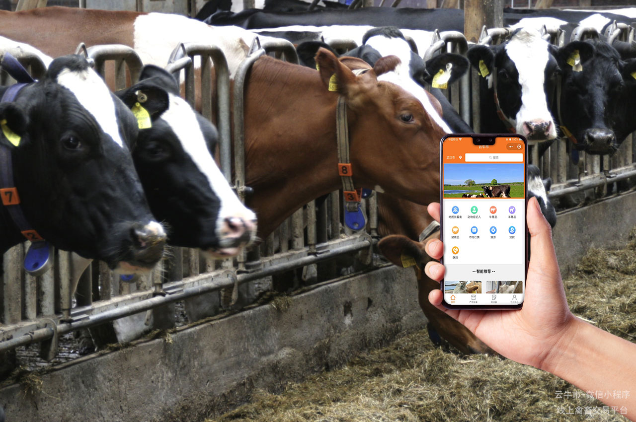 肉牛交易,在福建牛犊交易平台买牛犊需要注意什么 肉牛交易,在福建牛犊交易平台买牛犊需要注意什么