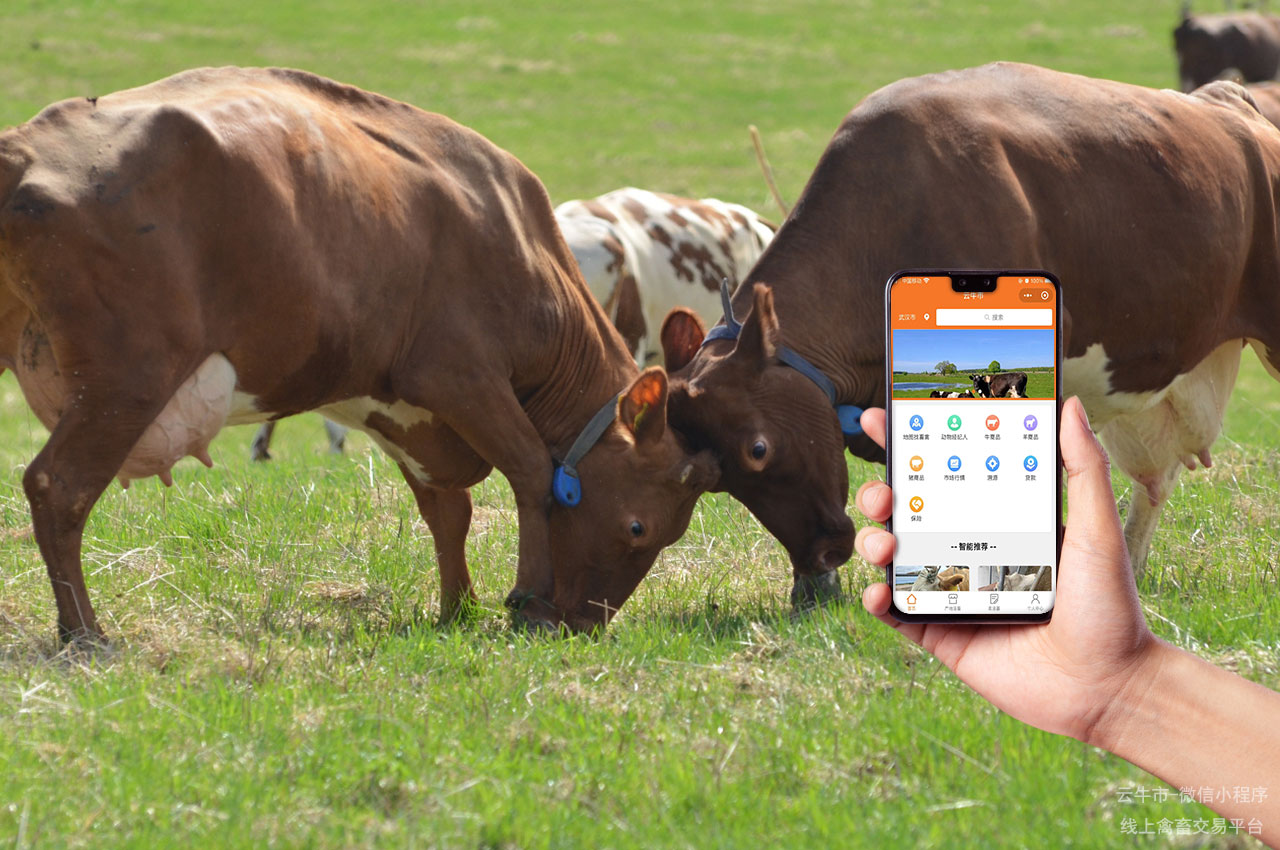 活牛买卖，上海周边哪里可以找到高性价比的黄牛