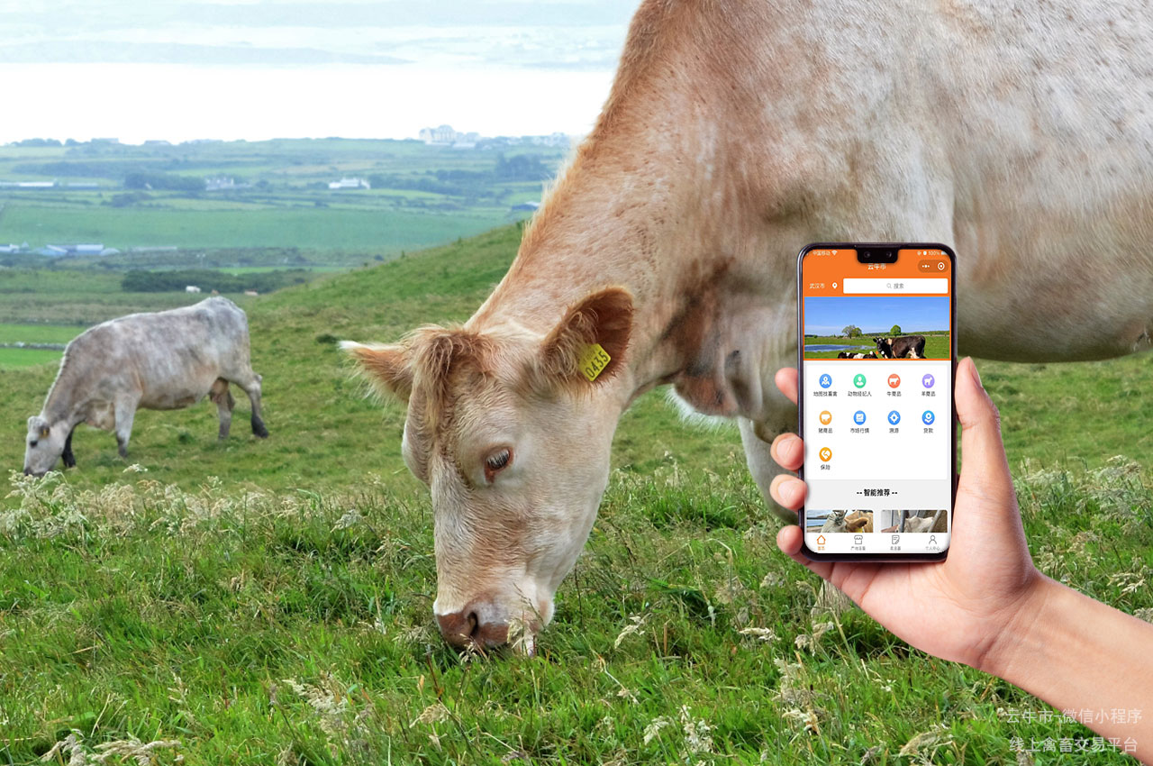 禽畜交易，陕西省牛只交易平台：线上买卖活畜的智慧化创新