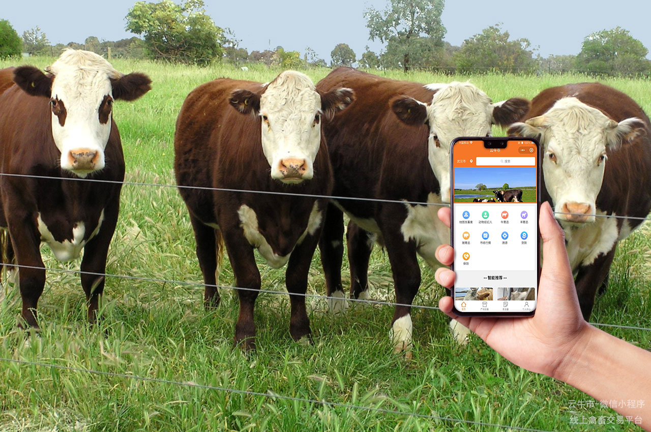 网上禽畜买卖，四川活牛交易市场：如何挑选健康牛只