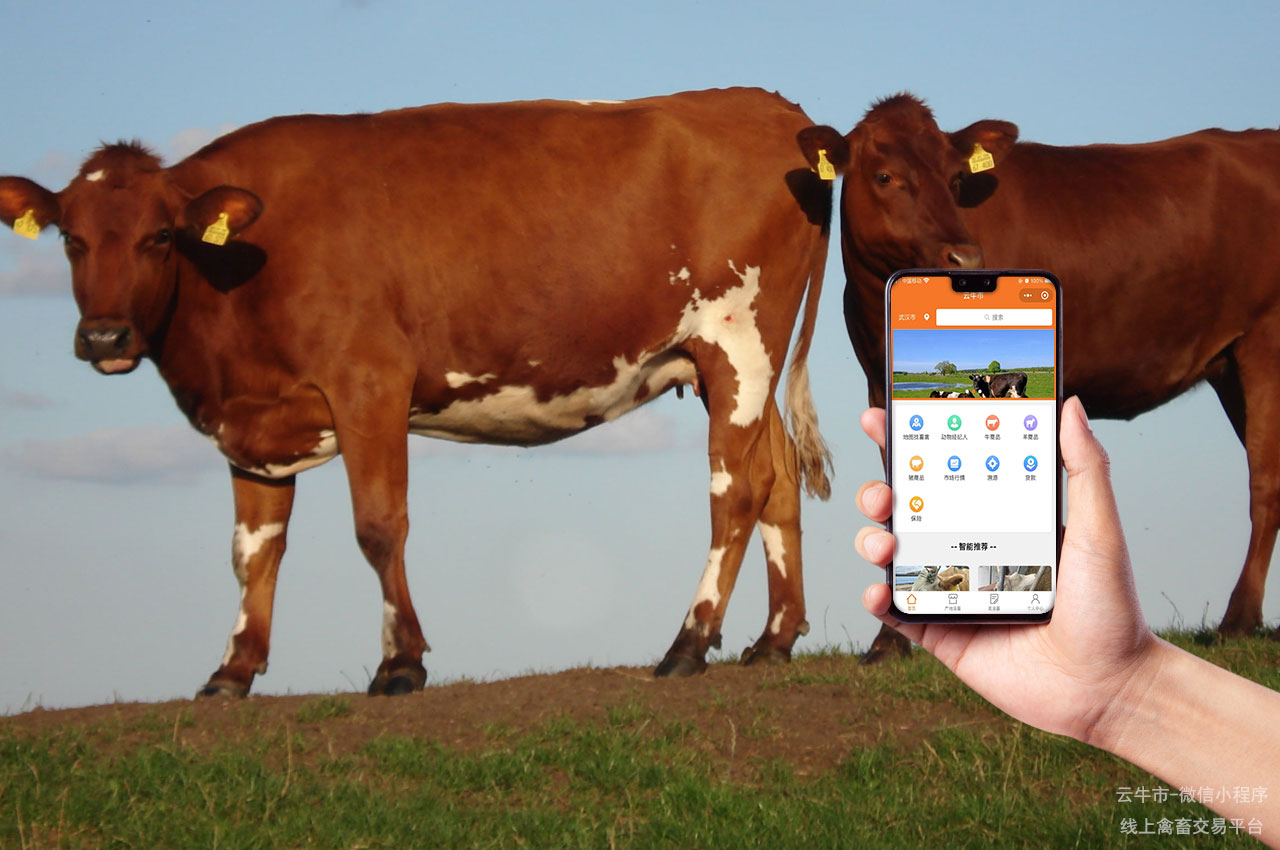 云牛市：网上数字化畜禽交易的智能平台