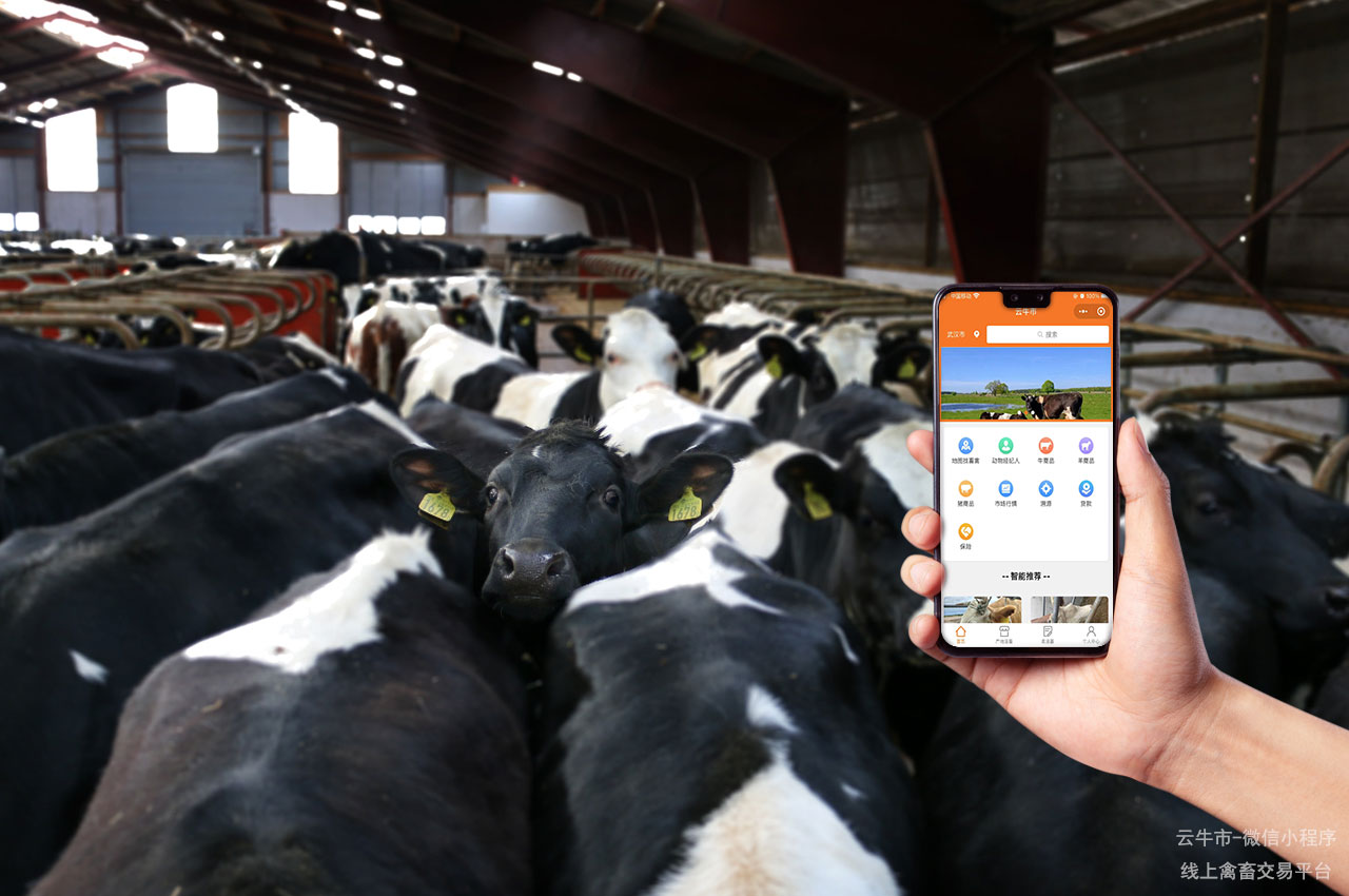 网上肉牛买卖，内蒙古购买牛只有哪些讲究？这些技巧要知道