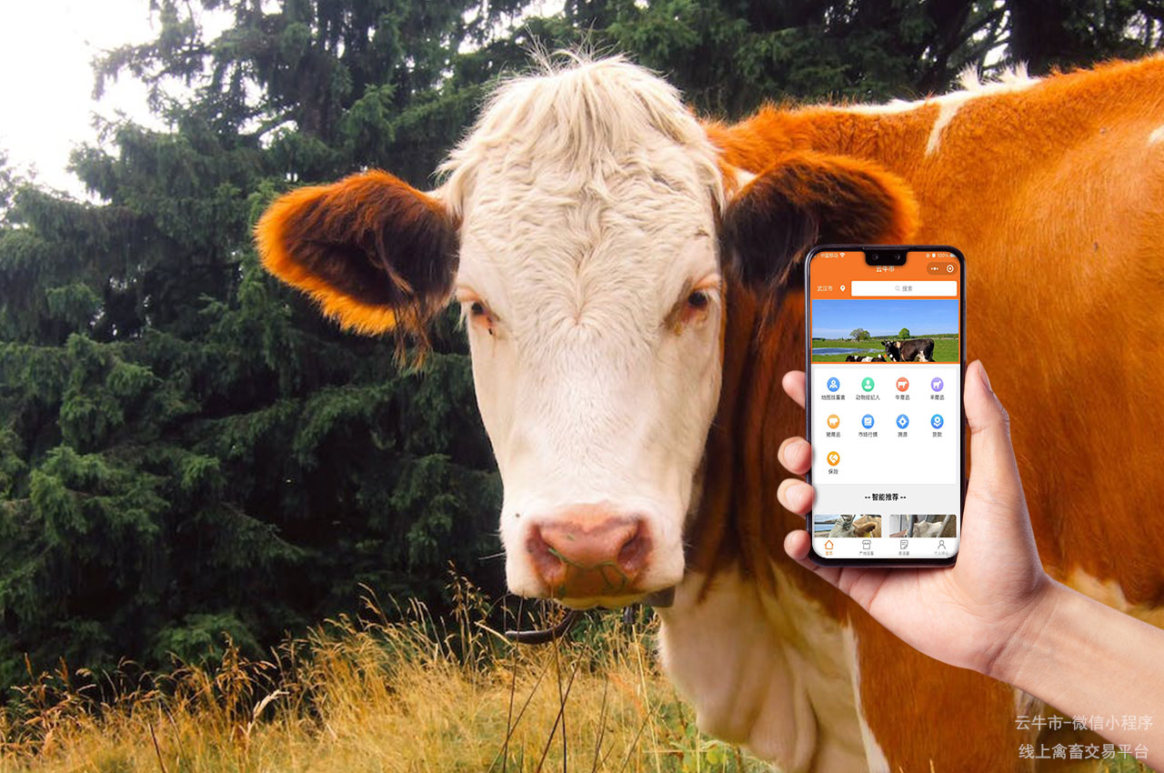网上活牛交易，西安活牛交易平台：网上买牛卖牛交易的安全性