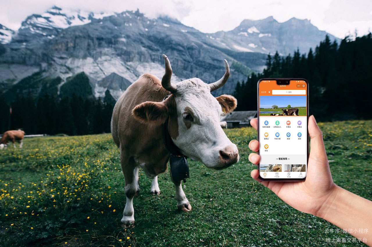 网上肉牛交易，如何使用活牛线上交易平台安全交易牛只？