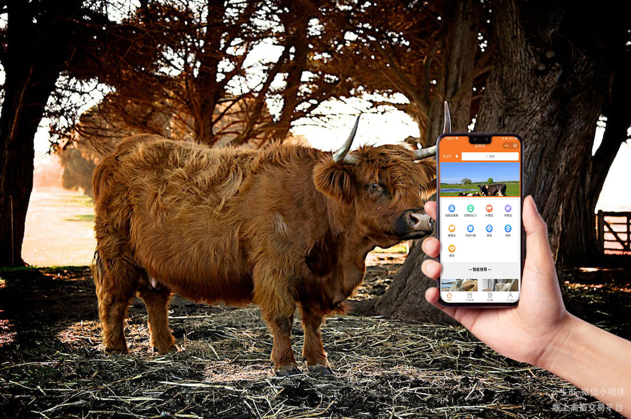 肉牛买卖，四川信息化牲畜交易市场自动化实施方案