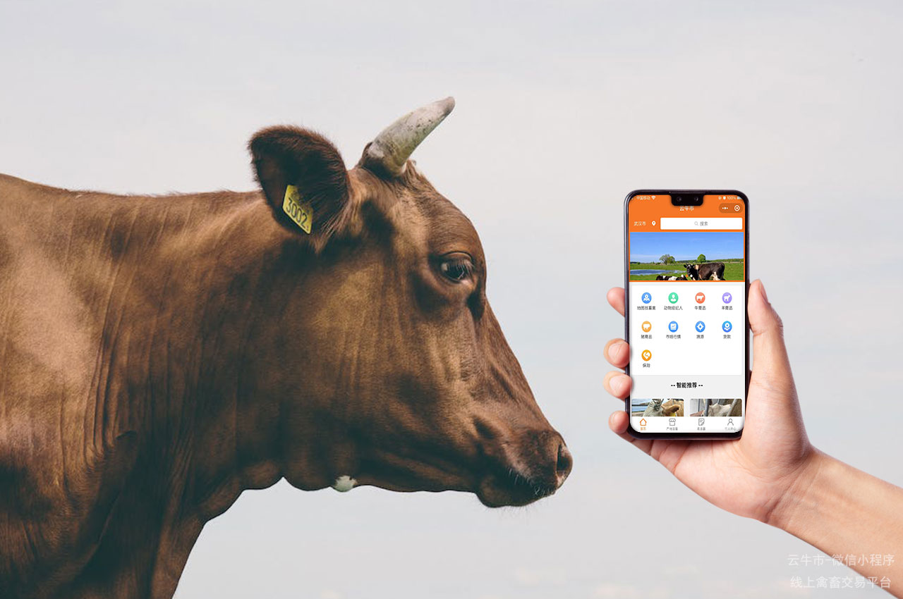 畜禽交易的数字化未来:创新科技驱动的发展方向 畜禽交易的数字化未来:创新科技驱动的发展方向